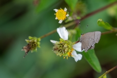 Electrostrymon angelia