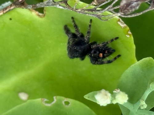 Bold Jumping Spider