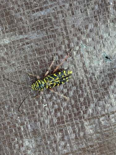 Locust Borer