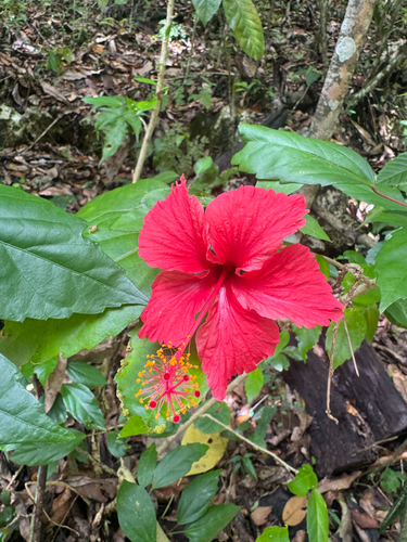 Red Hibiscus