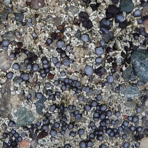 Frosted Grain-spored Lichen