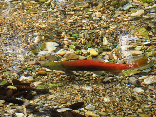 Sockeye Salmon