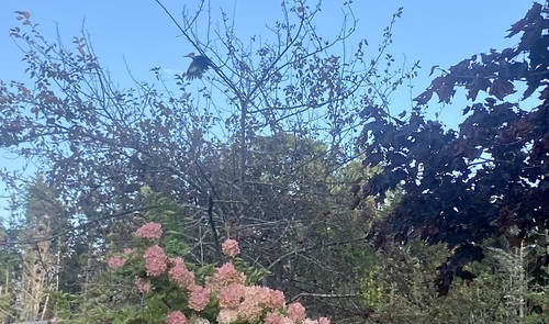 Pileated Woodpecker