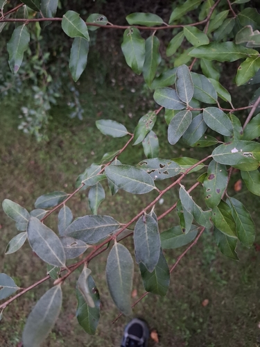 autumn olive