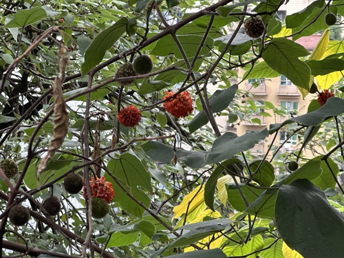 Paper mulberry