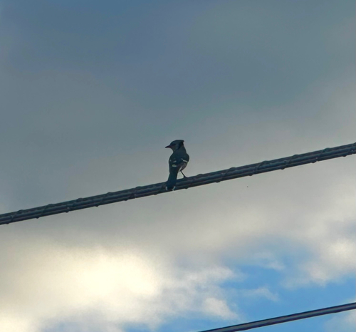 Blue Jay