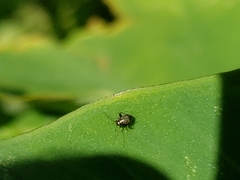Halticini