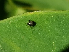 Halticini
