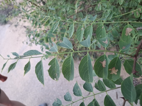 black locust