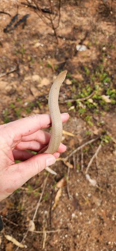 Burton's Legless Lizard