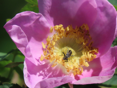 Grammoptera subargentata