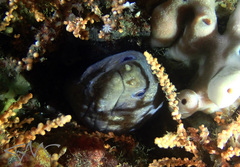 Gymnothorax pseudothyrsoideus