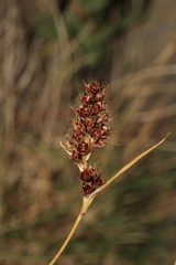 Luzula spicata, photograph (c) Austin Saunders, some rights reserved (CC BY)