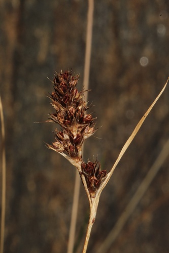 Luzula spicata, photograph 2