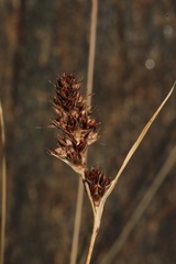 Luzula spicata, photograph (c) Austin Saunders, some rights reserved (CC BY)
