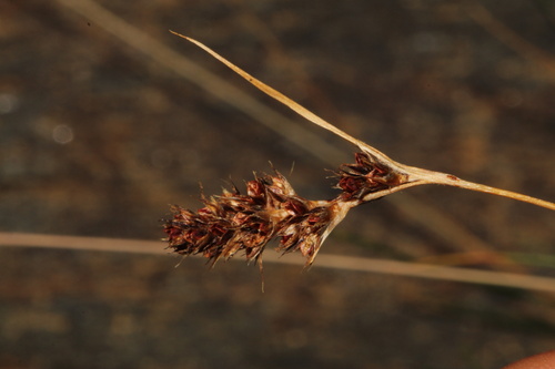 Luzula spicata, photograph 3