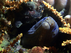 Gymnothorax pseudothyrsoideus