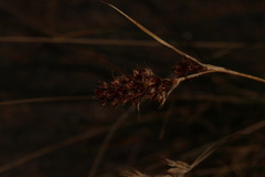 Luzula spicata, photograph (c) Austin Saunders, some rights reserved (CC BY)