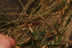 Luzula spicata, photograph (c) Austin Saunders, some rights reserved (CC BY)