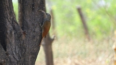 Lepidocolaptes souleyetii