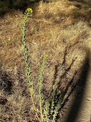 author not stated, no rights reserved Heterotheca grandiflora, photograph author not stated, no rights reserved