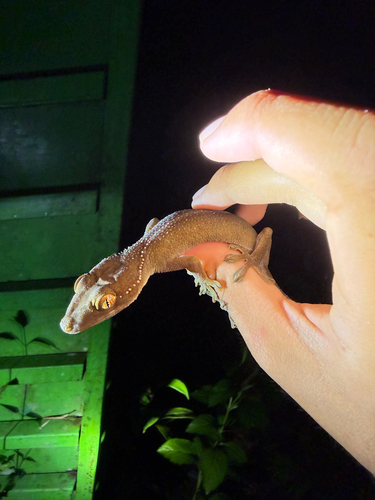 Gekko vittatus