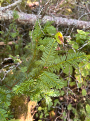 Taxus canadensis