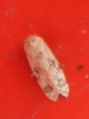 Cochylis