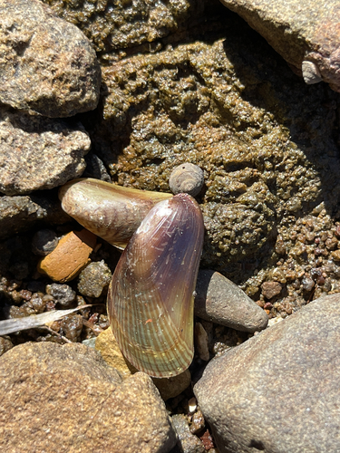 Arcuatula senhousia observed 2026-09-19