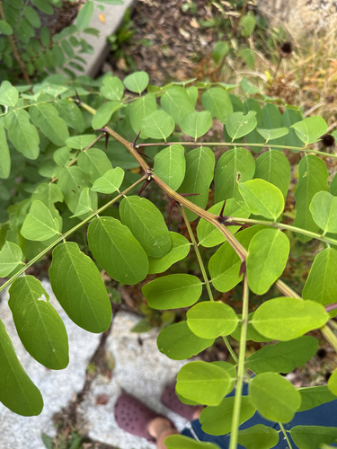 black locust