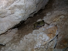 Craugastor yucatanensis