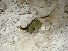 Craugastor yucatanensis