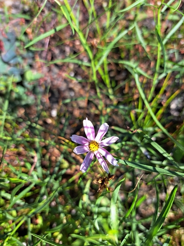 Coreopsis rosea, photograph 1