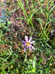 Coreopsis rosea