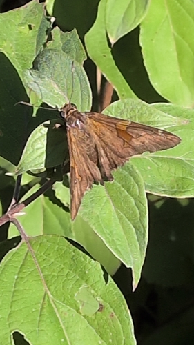 Silver-spotted Skipper