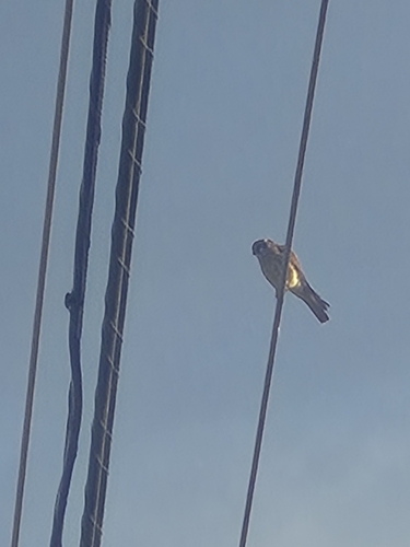 American Kestrel