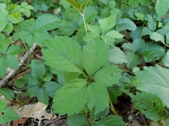 Causonis japonica, photograph Tyler Bishop, CC BY, iNaturalist via GBIF