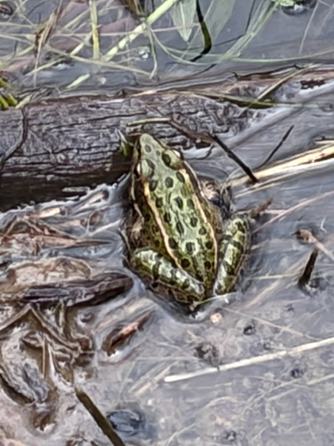 Northern Leopard Frog