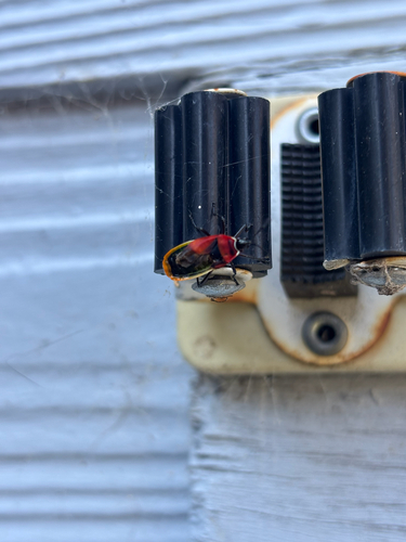Harlequin Red Bug