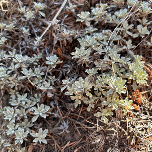 Antennaria umbrinella, 2026-09-18