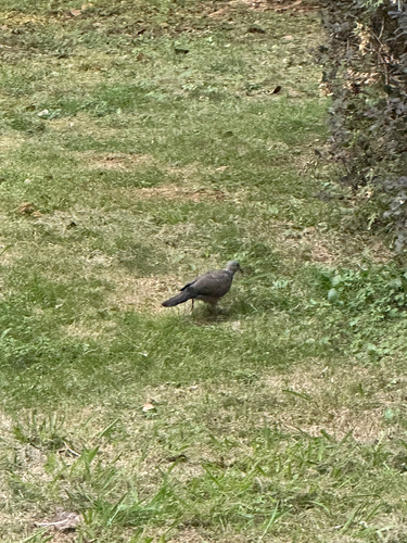 Spotted Dove