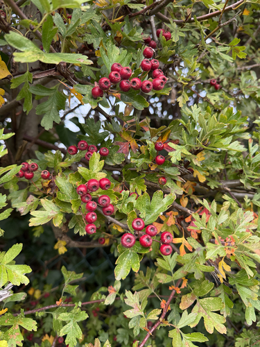 common hawthorn