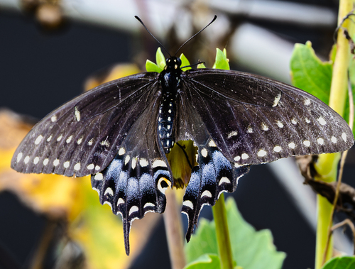 Black Swallowtail