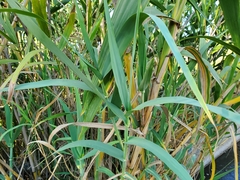 Bambusoideae
