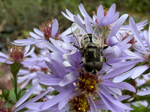 Black-shouldered Drone Fly