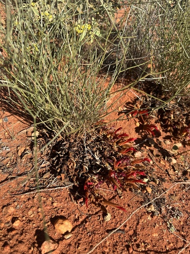 Leptosema chambersii, 2026-09-17