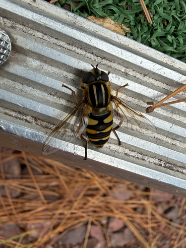 Narrow-headed Marsh Fly