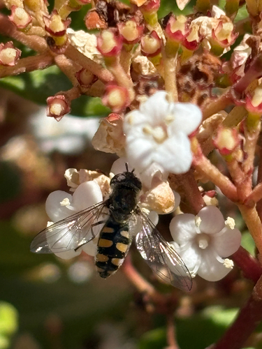 Common Halfband