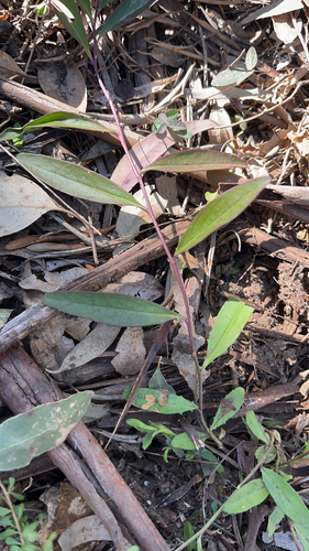 Eremophila debilis, photograph 1