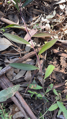 Eremophila debilis